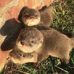 Asian small clawed otters