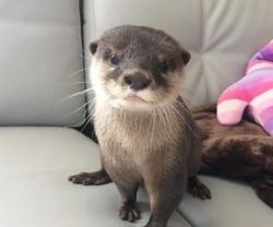 Asian Small Clawed Otters are available