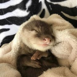 Otter for sale