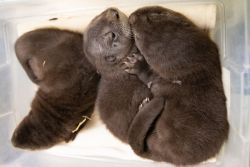 otters for sale near me
