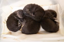 OTTERS FOR SALE
