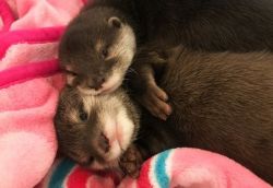 ASIAN SMALL CLAWED OTTERS FOR RE HOMING