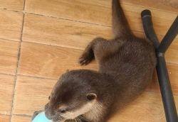 TAMED BABY ASIAN SMALL CLAWED OTTERS AVAILABLE FOR HOME SALES
