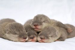 baby Asian small-clawed otters
