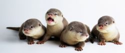 Very cutes Asian small-clawed otters text us at xxxxxxxxxx