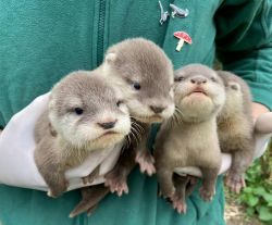 baby Asian small-clawed otters text us at xxxxxxxxxx