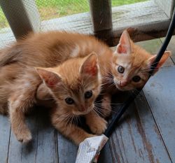 Free kittenss in need of LOVING caring home