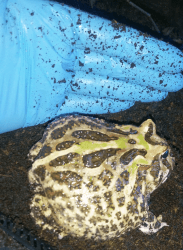 Adult 6in male Camo Cranwelli Pacman Frog