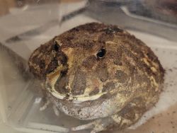 2 year old female pacman frog. She is about the size of a grapefruit