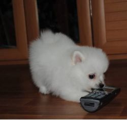 Precious Pomeranian Puppy (xxx) xxx-xxx3