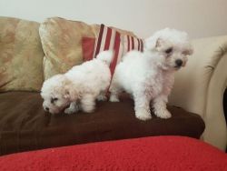 Gorgeous Poochon Puppies Ready Now for sale