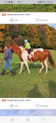 Paint mare and Dunn gelding