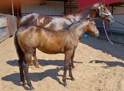 nice bred mare with 2022 colt at side