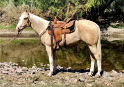 Flashy Palomino, Heel horse gentle for anyone