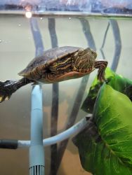 Painted Turtle to good home