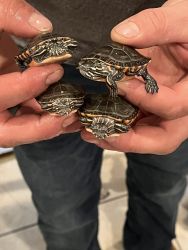 4 painted turtles for sale