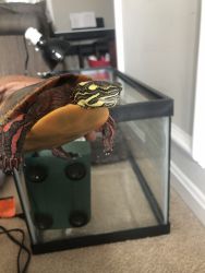Painted Turtles for sell