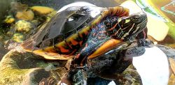 Painted turtles (5 of them) approx 5 months old