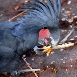 Black palm cockatoo parrot for sale