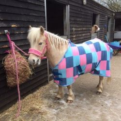 Shetland Beautiful Palomino Pony For Sale