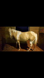 11 year old Palomino Paint Mare