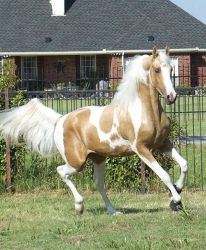 Pinto Palomino. Trained Gentle and Rides Great. Homozygous
