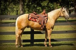 Beautiful Palomino Family Gelding Ranch Experience Trail Horse Deluxe