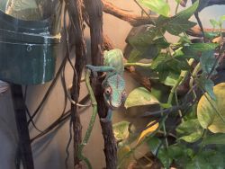 2 male panther chameleons 1 year old and 2 months