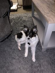 7 month old Papillon Male