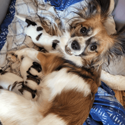 Papillon puppies looking for a forever home