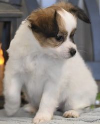 This sweet Papillon puppy is looking for a loving FURever family!
