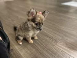 Papillon puppy rehoming