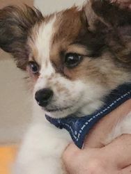 3 month old male papillon puppy for sale