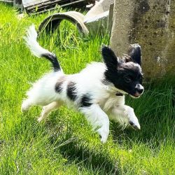 Beautiful Male and Female Papillon Pups For Re-homing
