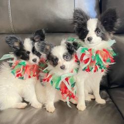 Male and female Papillon puppies for pet lovers.