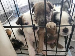Puppies need a loving home