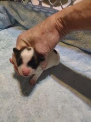 AKC FEMALE PUPPIES FOR SALE