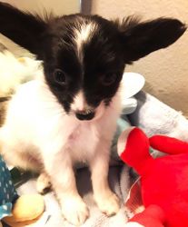 Papillon Male Available Now!