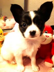 Papillon Beautiful tricolor FEMALE available NOW!