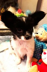 Papillon Male Malack and White AVAILBLE NOW!