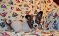 Charming Male & Female Papillon Puppies