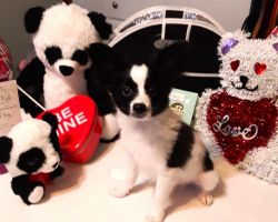Papillon Male Availble Now for Valentines Day
