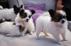 Papillon puppies Available Now