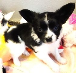 Papillon female available for Spring