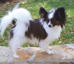 Purebred papillon, 2 year old female