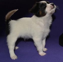 white and black color Papillon puppies