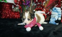 Get your Papillon Puppies now