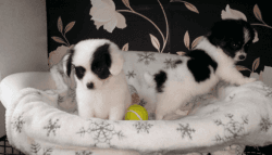 *papillon Puppies For Sale X Ready Now