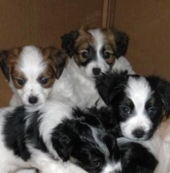 Adorable Akc Papillon Puppies For Easter