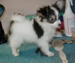 Sweet And Adorable Papillon Puppies For Adoption